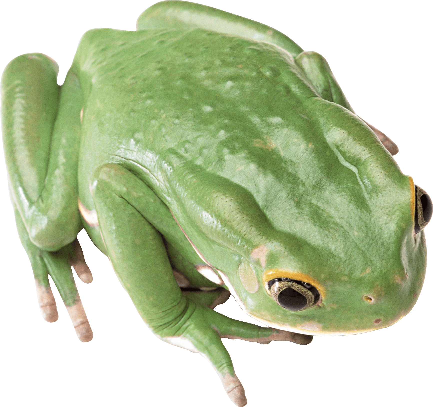 Detail Frog Download Nomer 57