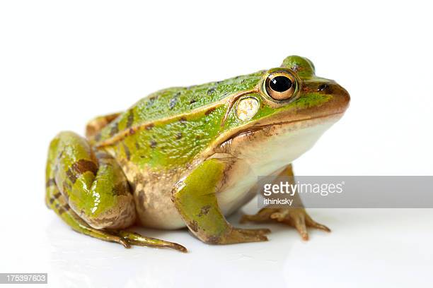 Detail Frog Images Nomer 15