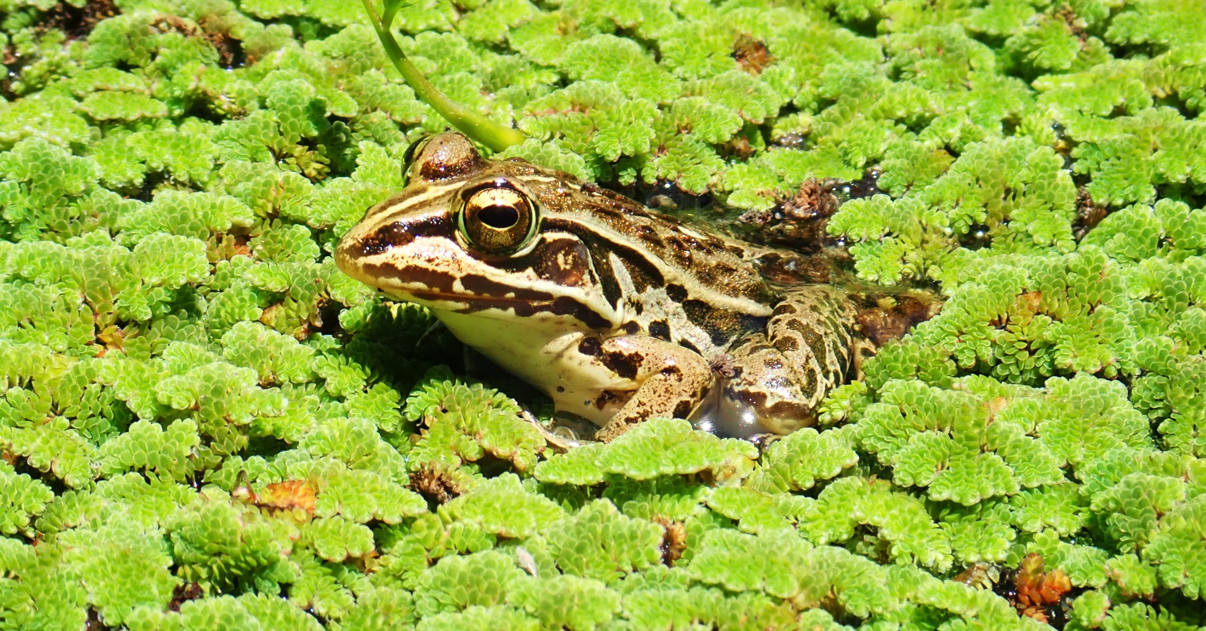 Detail Frog Images Nomer 30