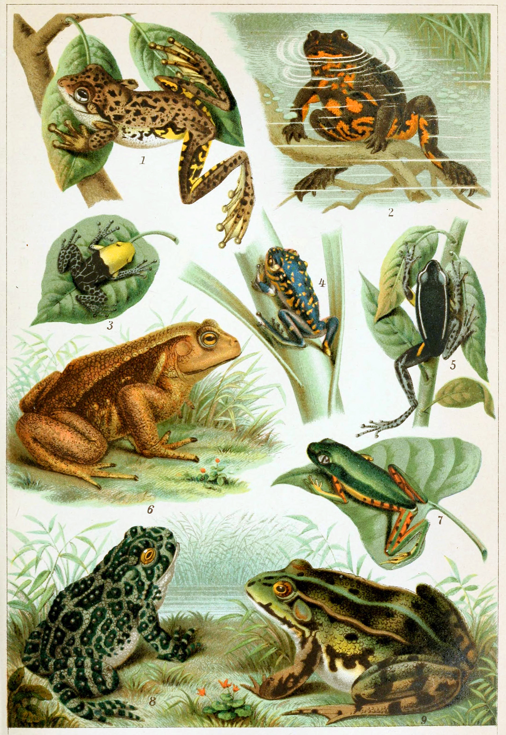 Detail Frog Images Nomer 34