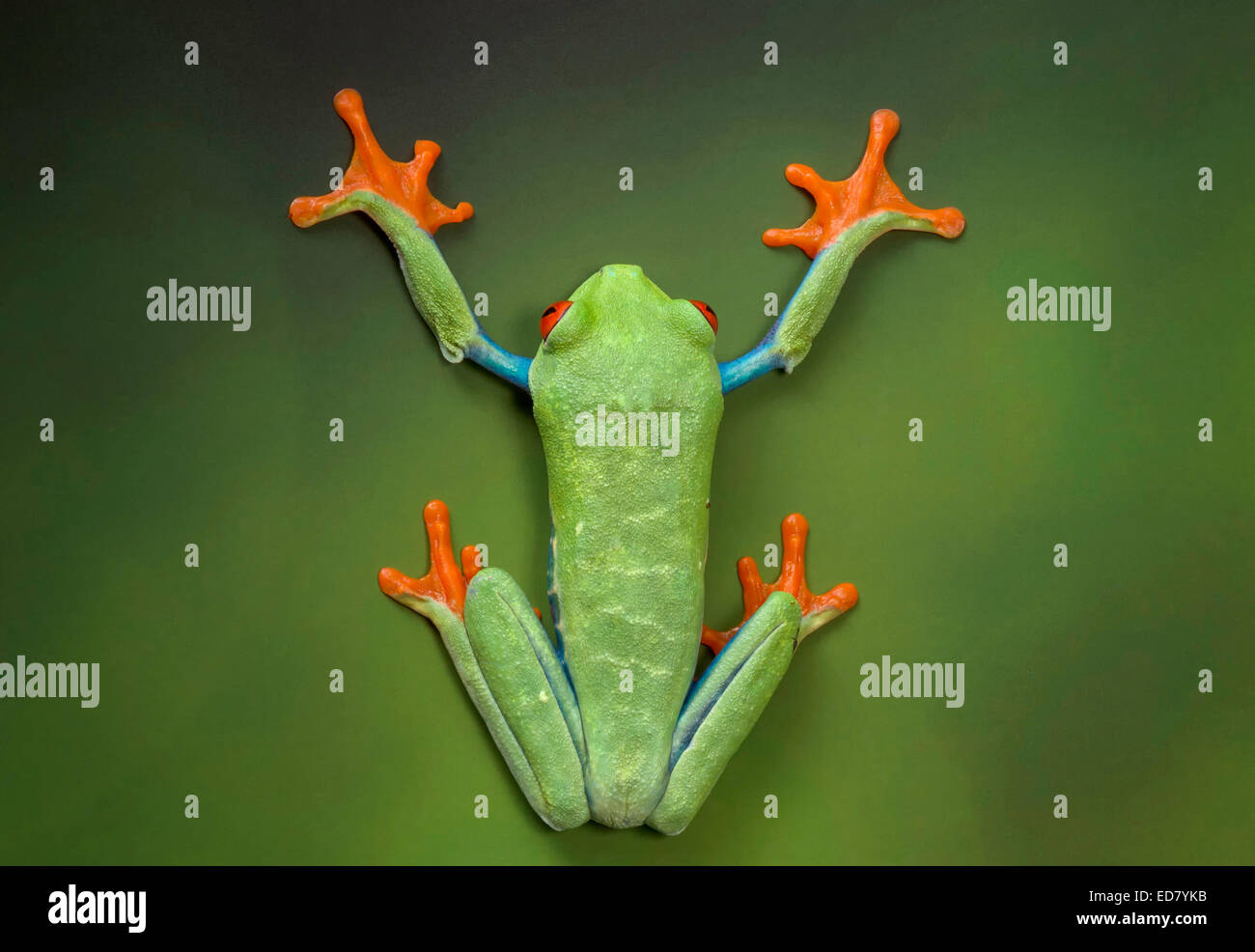 Detail Frog In A Tree Violin 1 Nomer 56