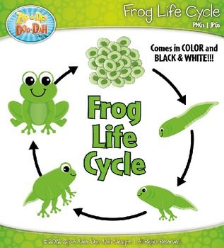 Frog Life Cycle Clipart - KibrisPDR