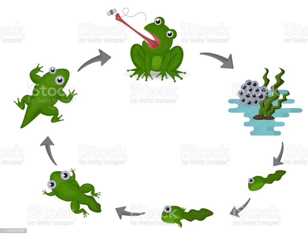 Detail Frog Life Cycle Clipart Nomer 11