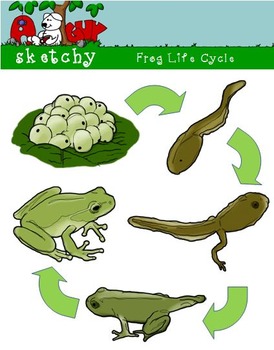 Detail Frog Life Cycle Clipart Nomer 15