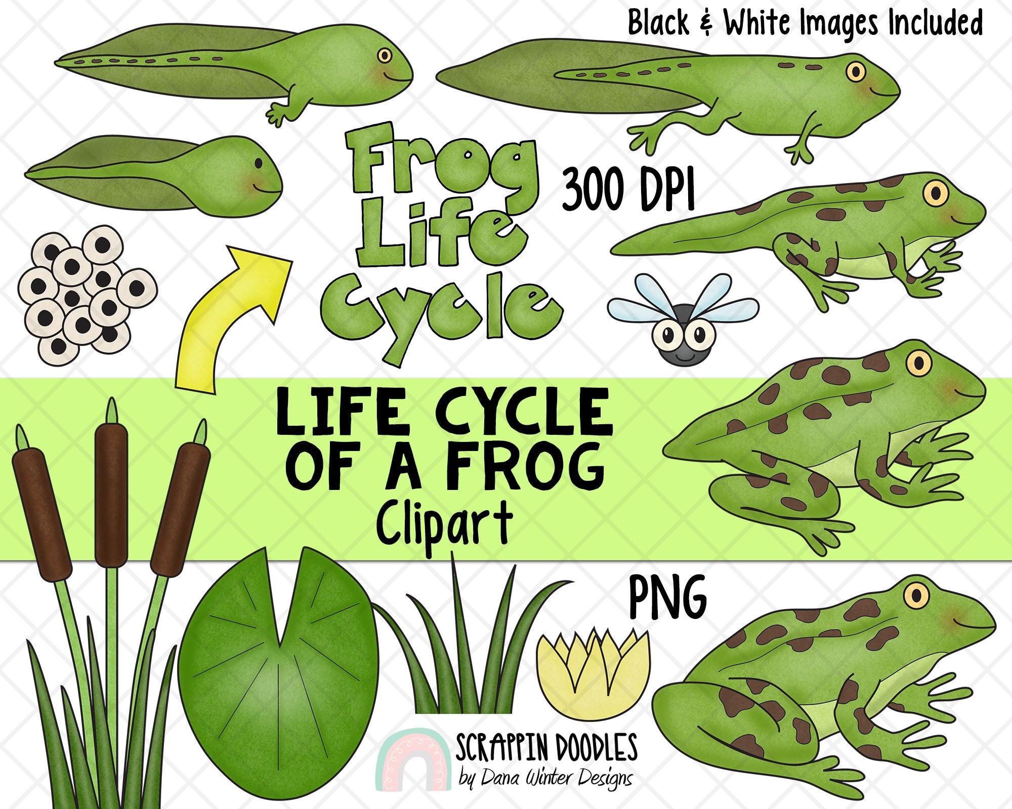 Detail Frog Life Cycle Clipart Nomer 16