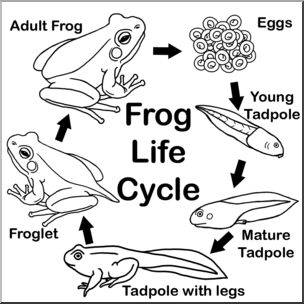 Detail Frog Life Cycle Clipart Nomer 19