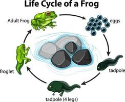 Detail Frog Life Cycle Clipart Nomer 21