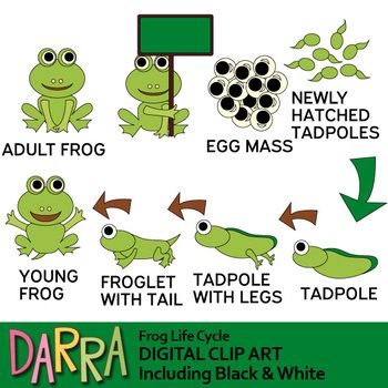 Detail Frog Life Cycle Clipart Nomer 23