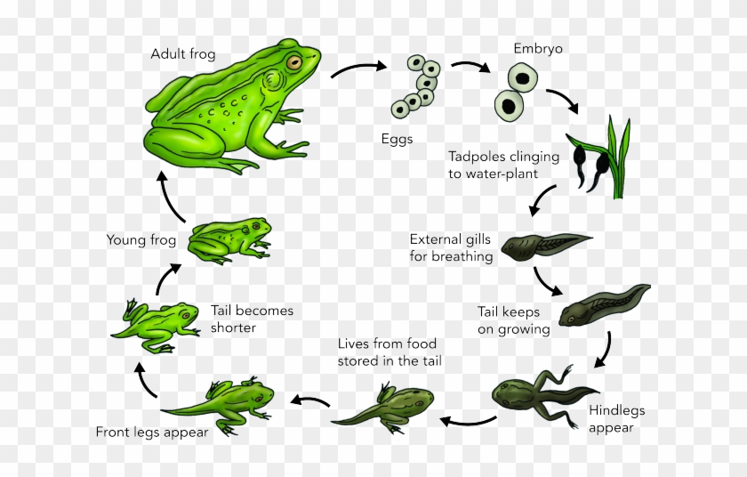 Detail Frog Life Cycle Clipart Nomer 26