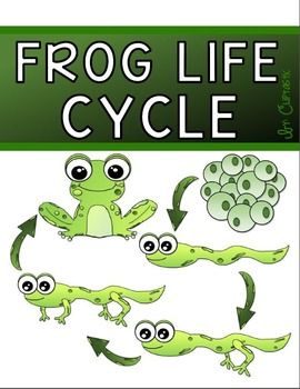 Detail Frog Life Cycle Clipart Nomer 27