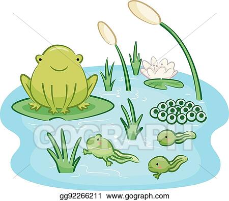 Detail Frog Life Cycle Clipart Nomer 30