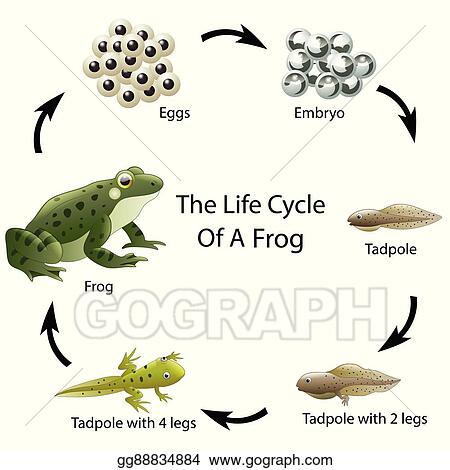 Detail Frog Life Cycle Clipart Nomer 31