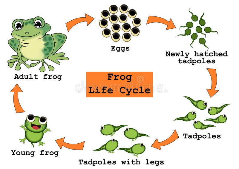 Detail Frog Life Cycle Clipart Nomer 5