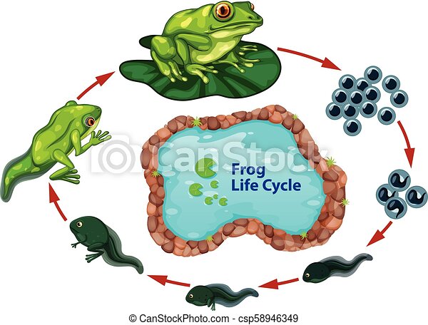 Detail Frog Life Cycle Clipart Nomer 37