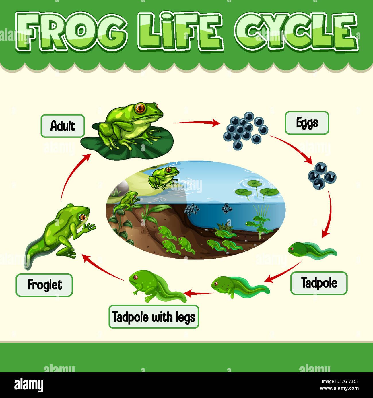 Detail Frog Life Cycle Clipart Nomer 39