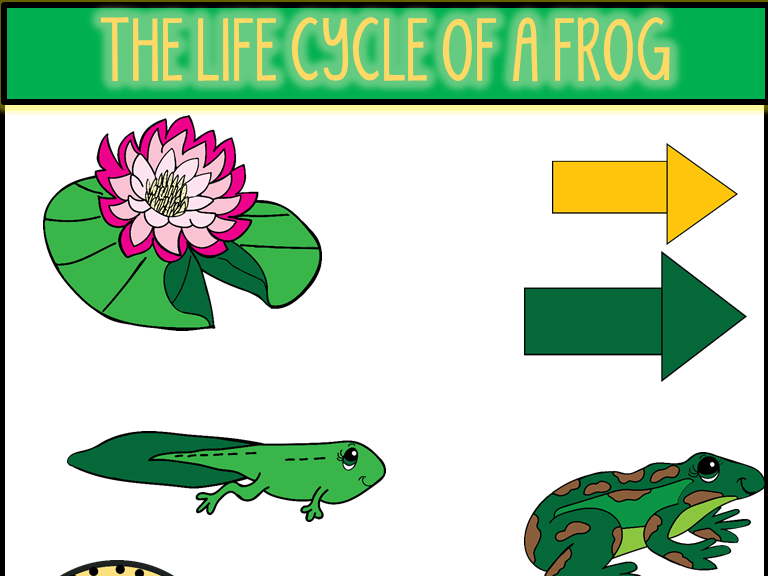 Detail Frog Life Cycle Clipart Nomer 42