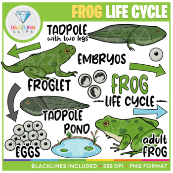 Detail Frog Life Cycle Clipart Nomer 44