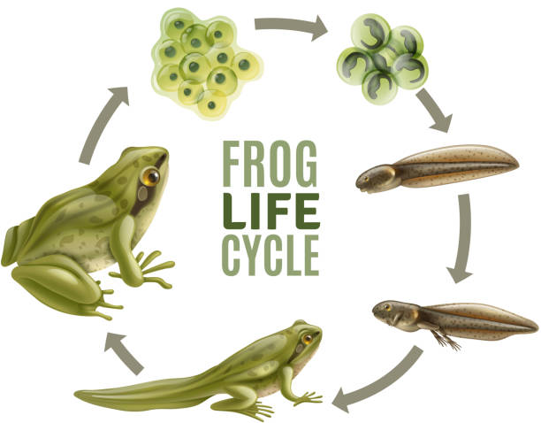 Detail Frog Life Cycle Clipart Nomer 6