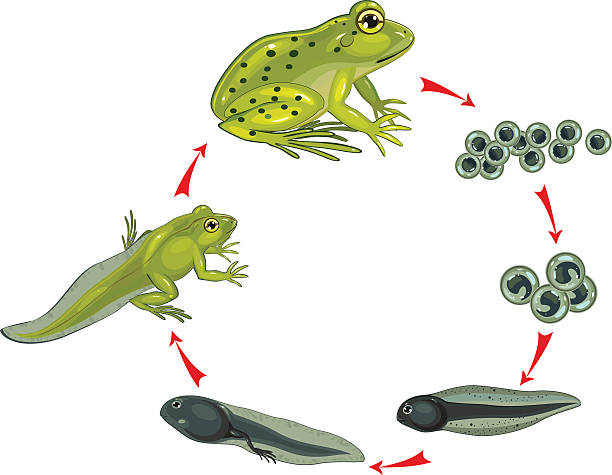 Detail Frog Life Cycle Clipart Nomer 47