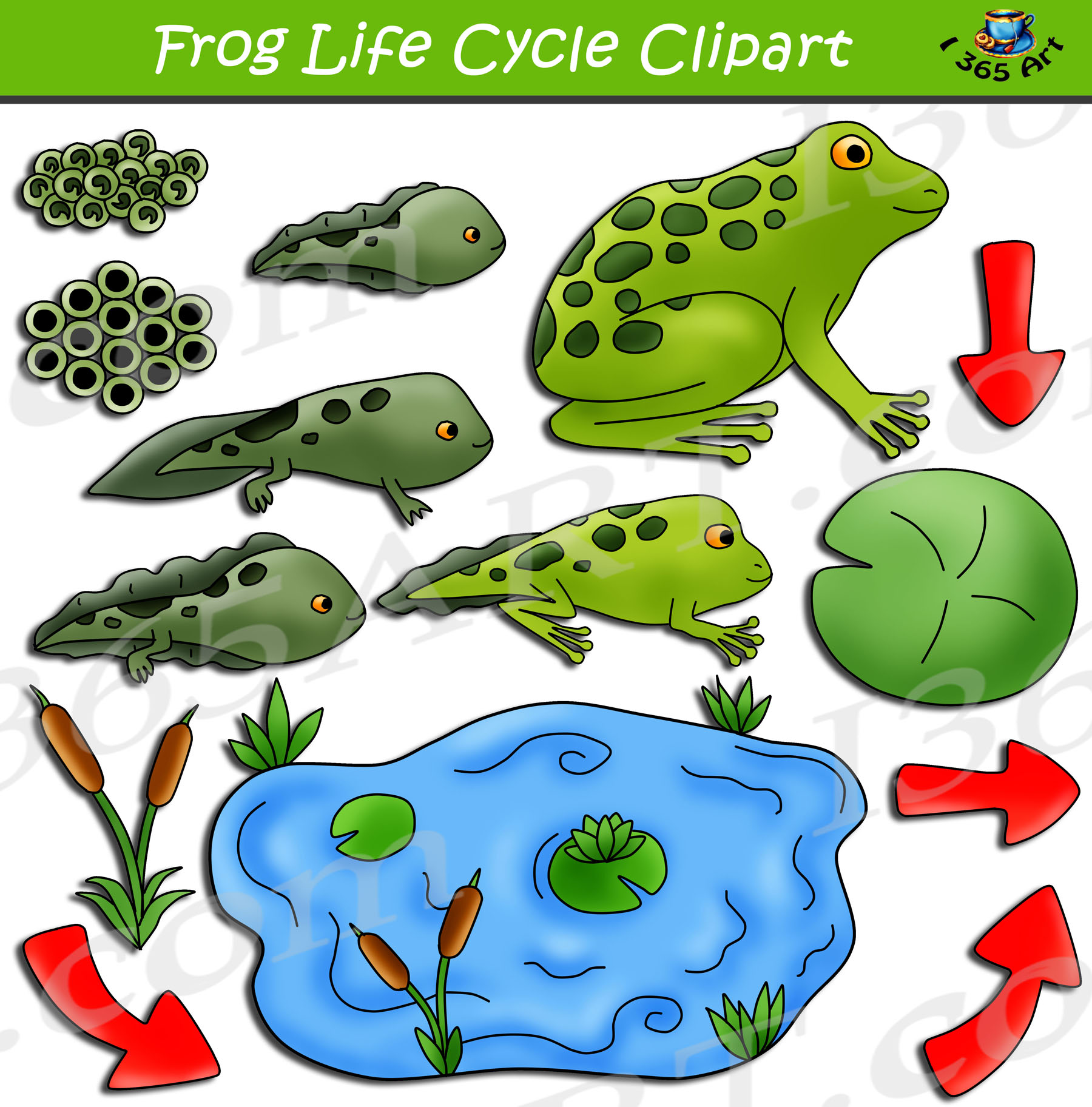 Detail Frog Life Cycle Clipart Nomer 8