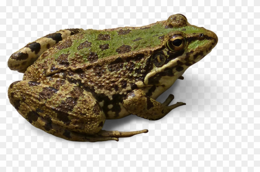 Detail Frog No Background Nomer 10