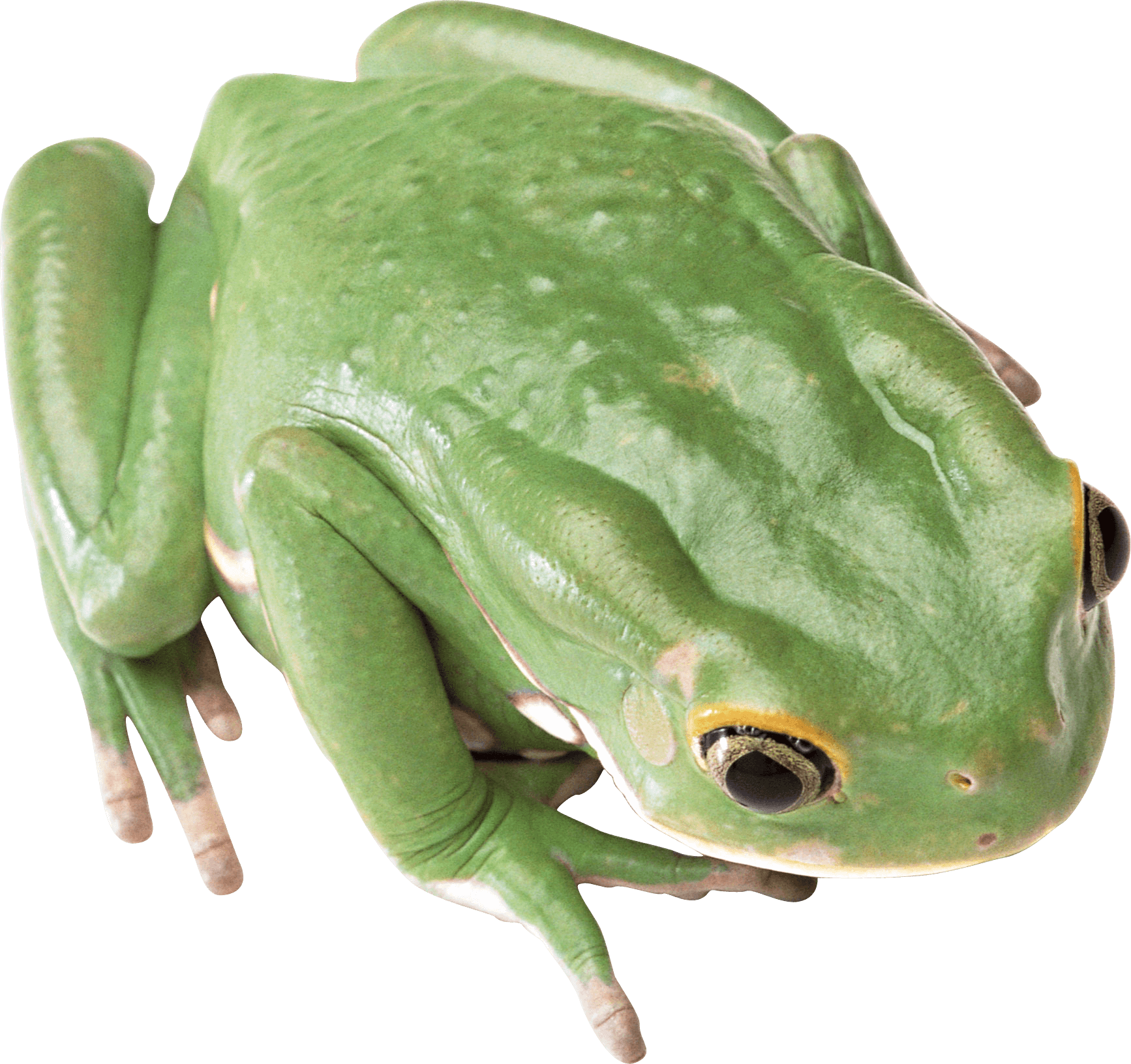 Detail Frog No Background Nomer 16