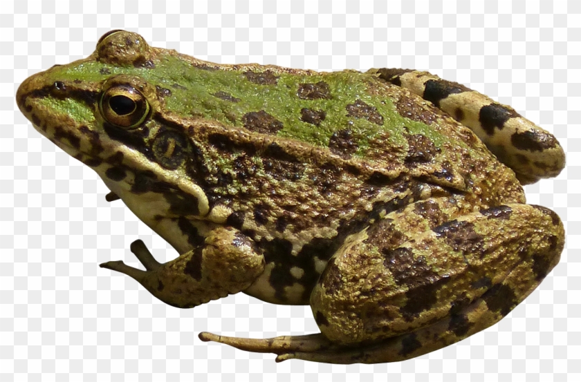 Detail Frog No Background Nomer 23