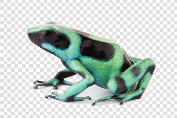 Detail Frog No Background Nomer 29