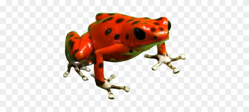 Detail Frog No Background Nomer 46