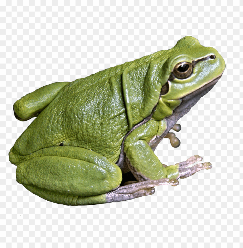Detail Frog No Background Nomer 49