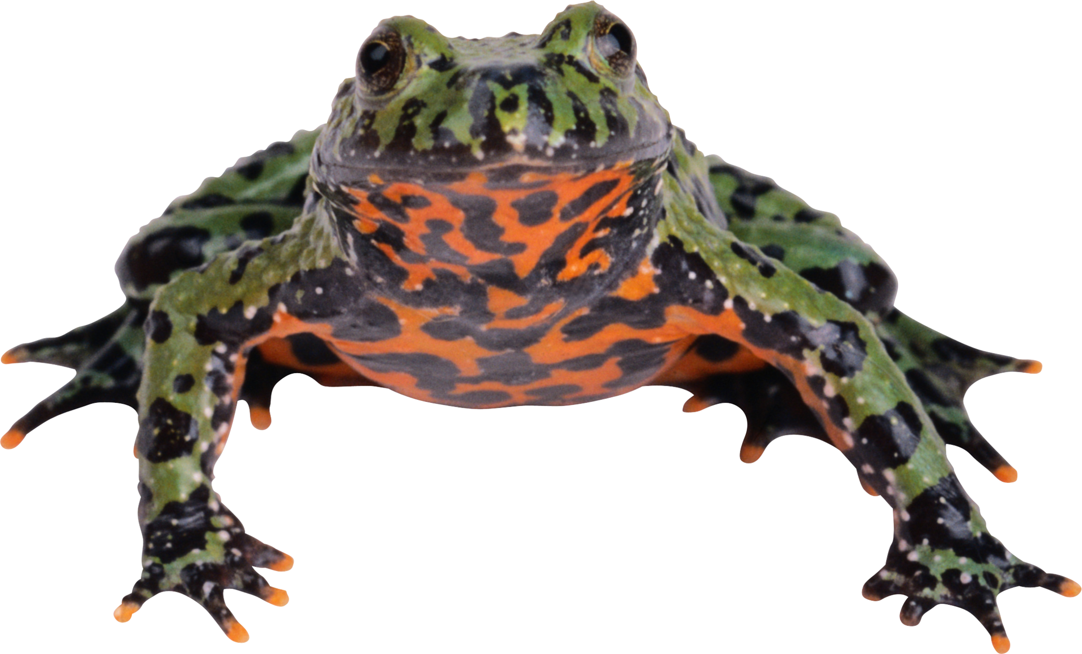 Detail Frog No Background Nomer 52