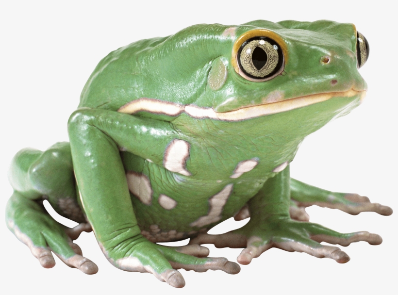 Detail Frog No Background Nomer 5