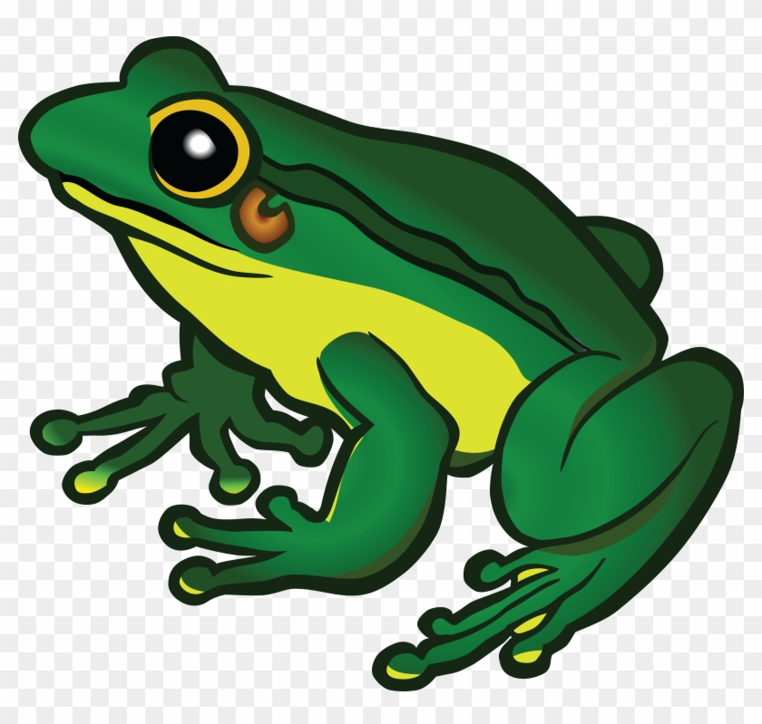 Detail Frog Photos Free Nomer 43