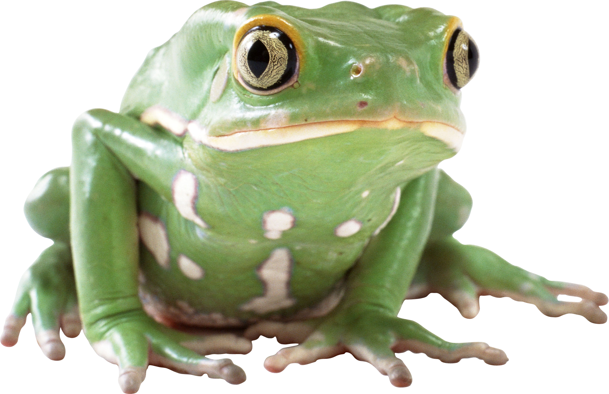 Detail Frog Png Nomer 13