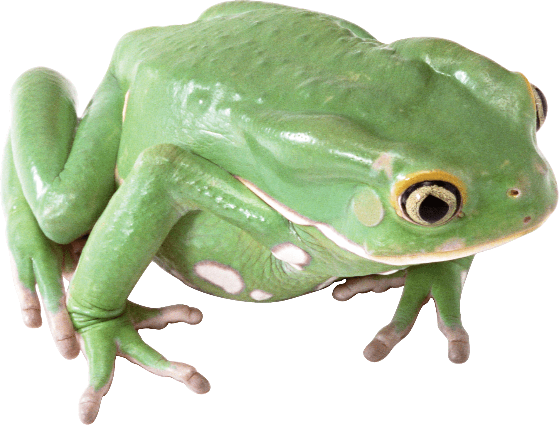 Detail Frog Png Nomer 16