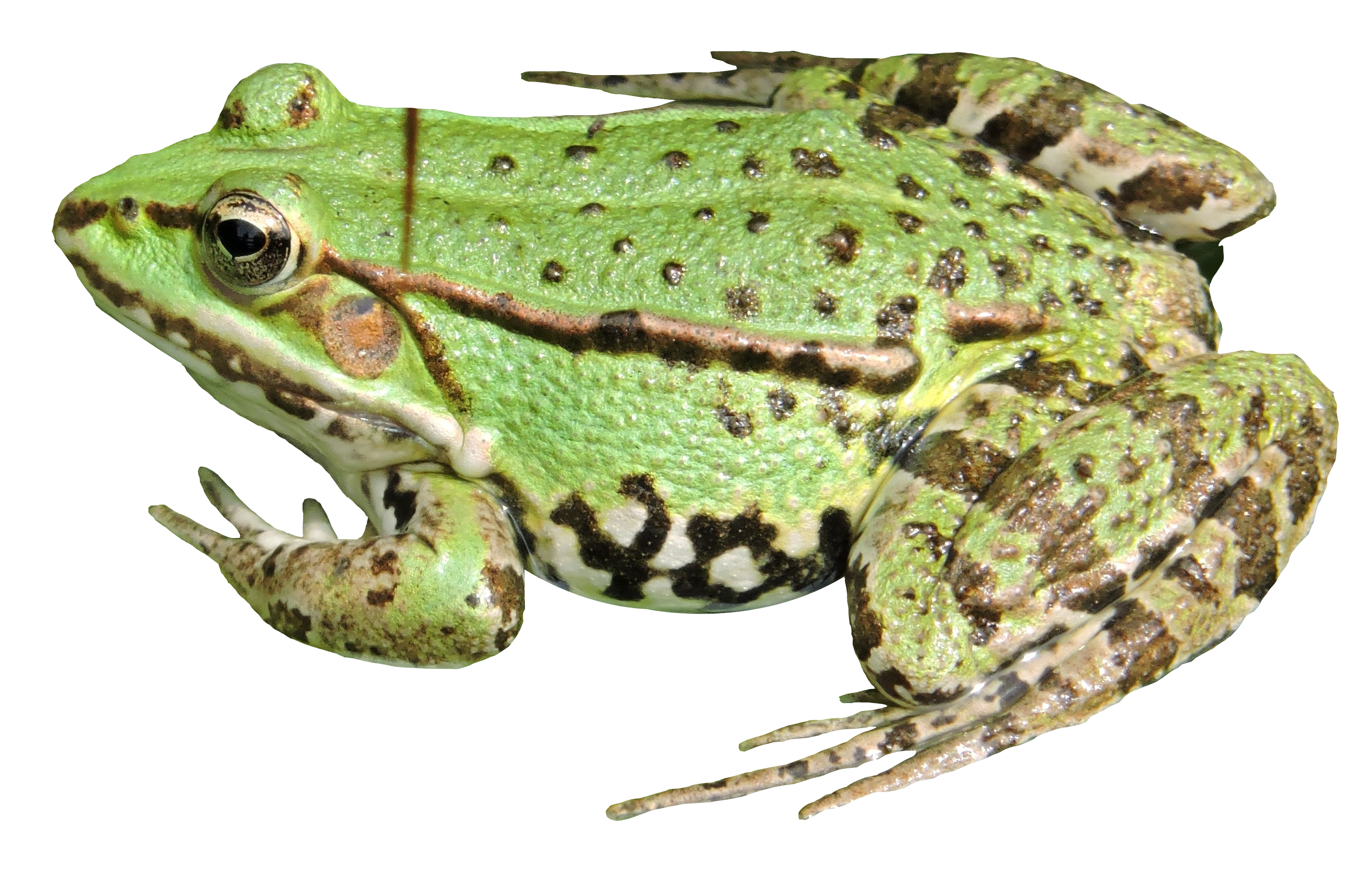 Detail Frog Png Nomer 19