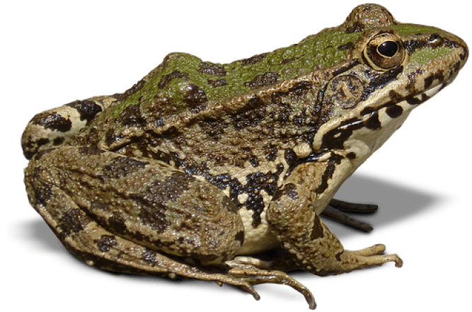 Detail Frog Png Nomer 48