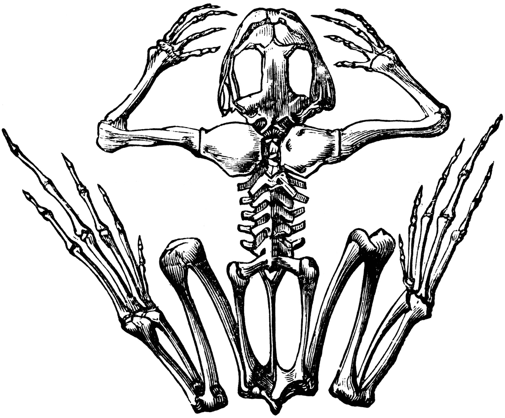 Frog Skeleton Clipart - KibrisPDR