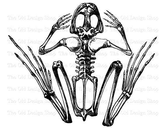 Detail Frog Skeleton Clipart Nomer 10