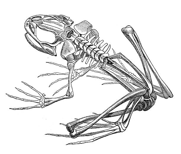 Detail Frog Skeleton Clipart Nomer 11