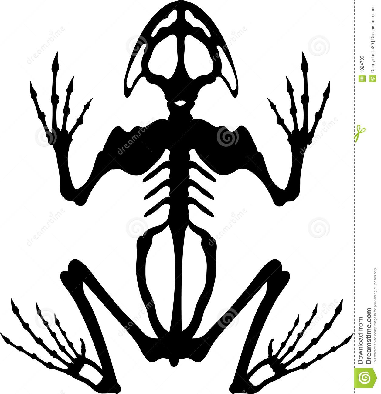 Detail Frog Skeleton Clipart Nomer 12