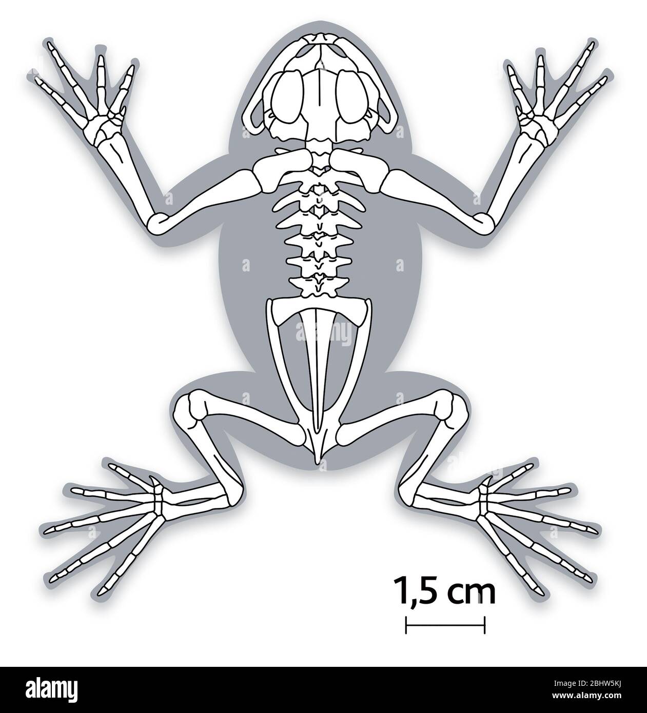 Detail Frog Skeleton Clipart Nomer 13
