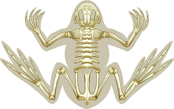 Detail Frog Skeleton Clipart Nomer 17