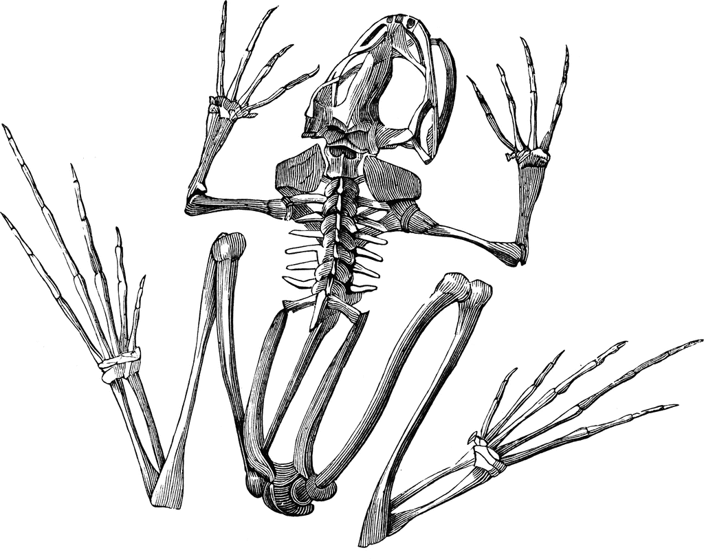 Detail Frog Skeleton Clipart Nomer 3
