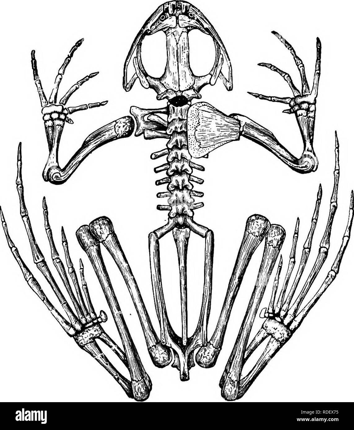 Detail Frog Skeleton Clipart Nomer 19