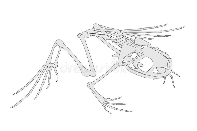 Detail Frog Skeleton Clipart Nomer 20