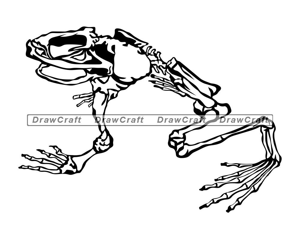 Detail Frog Skeleton Clipart Nomer 21