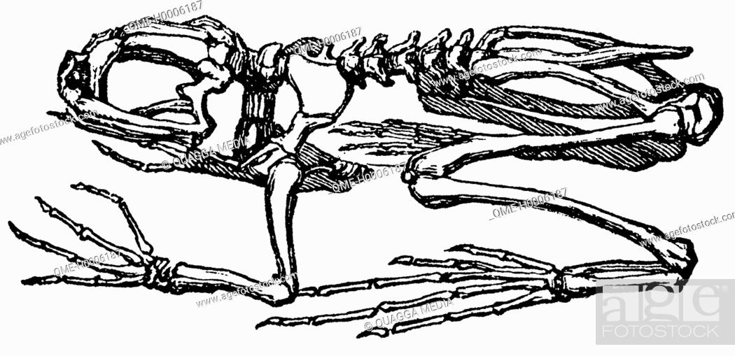Detail Frog Skeleton Clipart Nomer 25