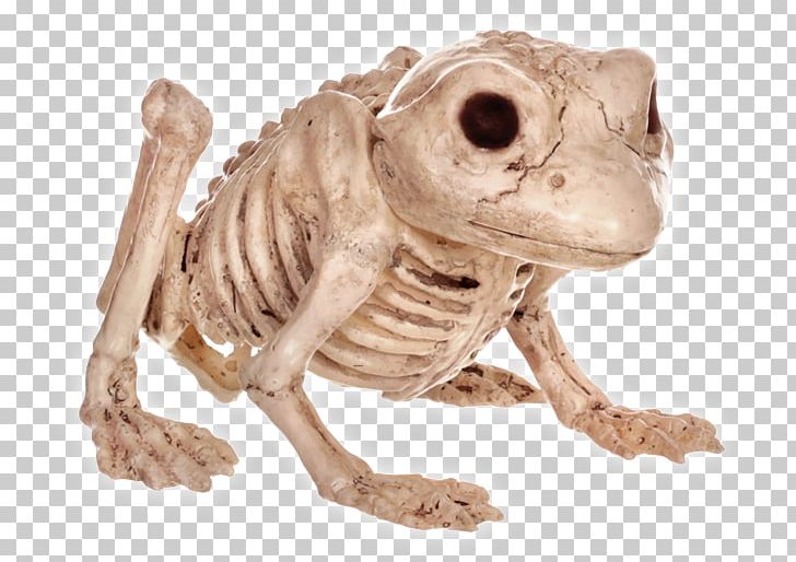 Detail Frog Skeleton Clipart Nomer 26
