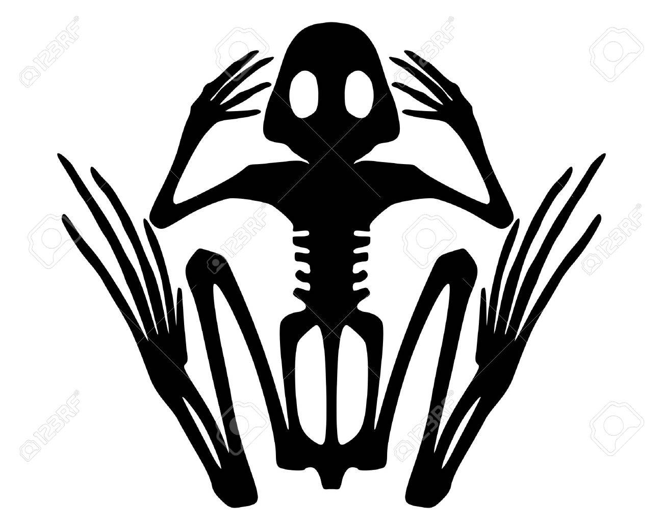 Detail Frog Skeleton Clipart Nomer 4